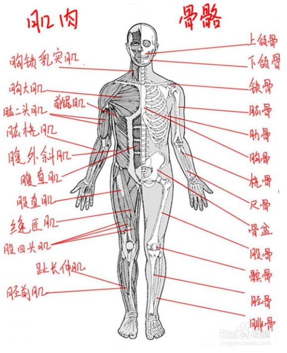 人体腿部怎么画