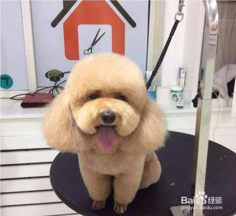 狗狗被车撞死了如何理赔