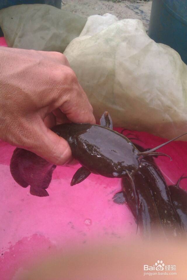 教你钓到鱼后怎样徒手抓塘角鱼和鲶鱼不伤到手