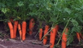 有种饭“蒸豆腐”却不是豆腐