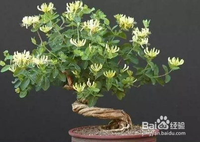 盆景的根系怎样的茂盛