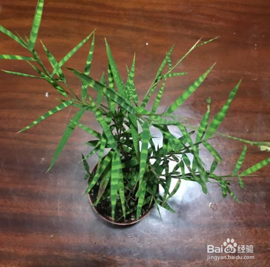 虎斑竹的养殖方法