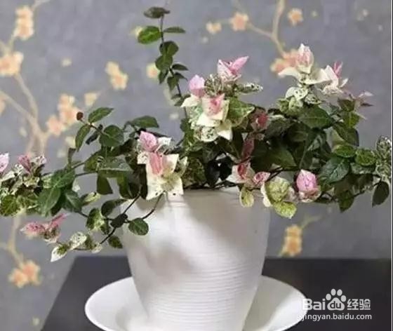 你不知道的养花误区