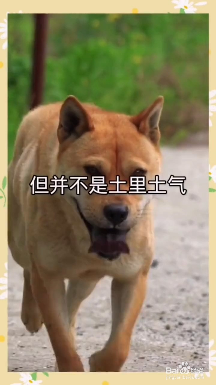 中华田园犬有哪些优点呢