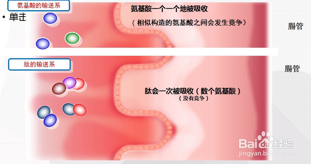 肽、蛋白质和氨基酸的区别