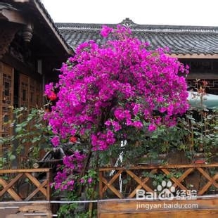 如何让三角梅爬藤