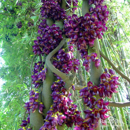 常春油麻藤的养殖方法和养殖技巧