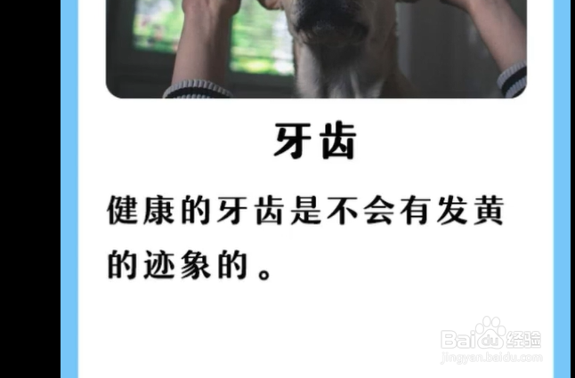 如何判断狗狗是否健康