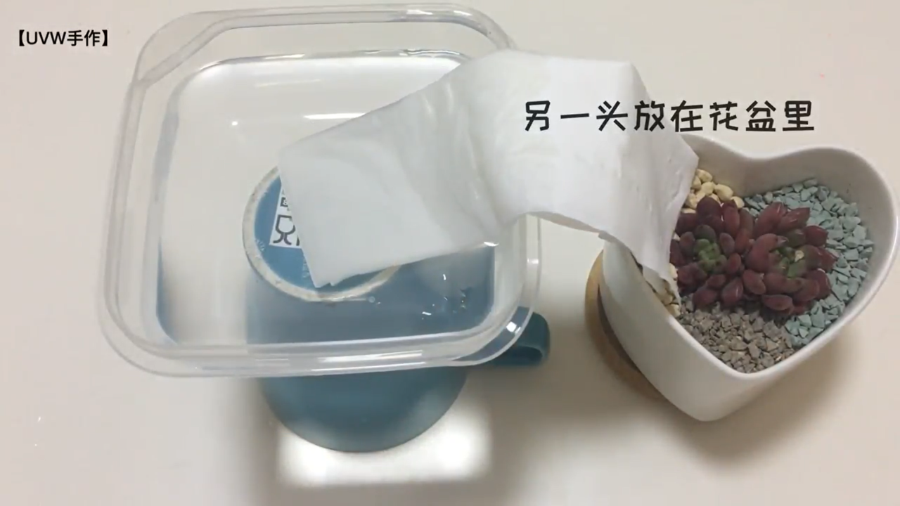 怎样正确的给花花草草浇水