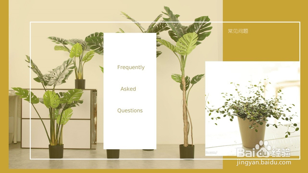 千叶吊兰的养护方法