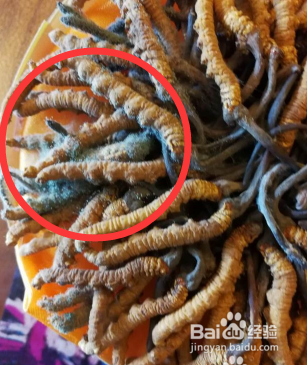 冬虫夏草怎么保存 冬虫夏草发霉怎么办