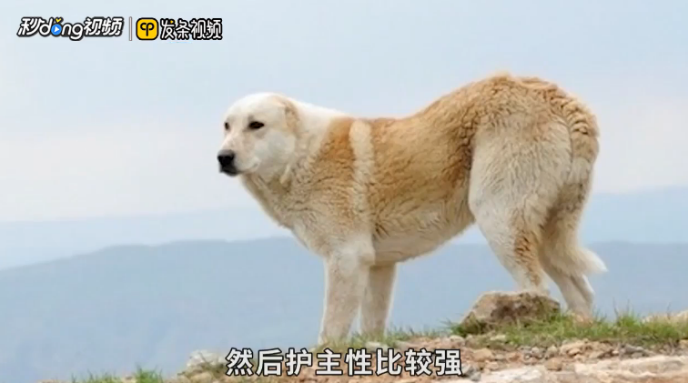 坎高犬和高加索怎么区分