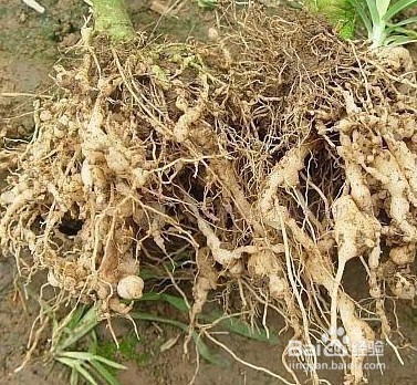 花生根的功效与作用及食用方法