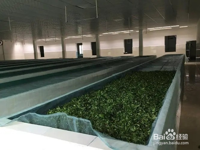 白茶制作加工方法