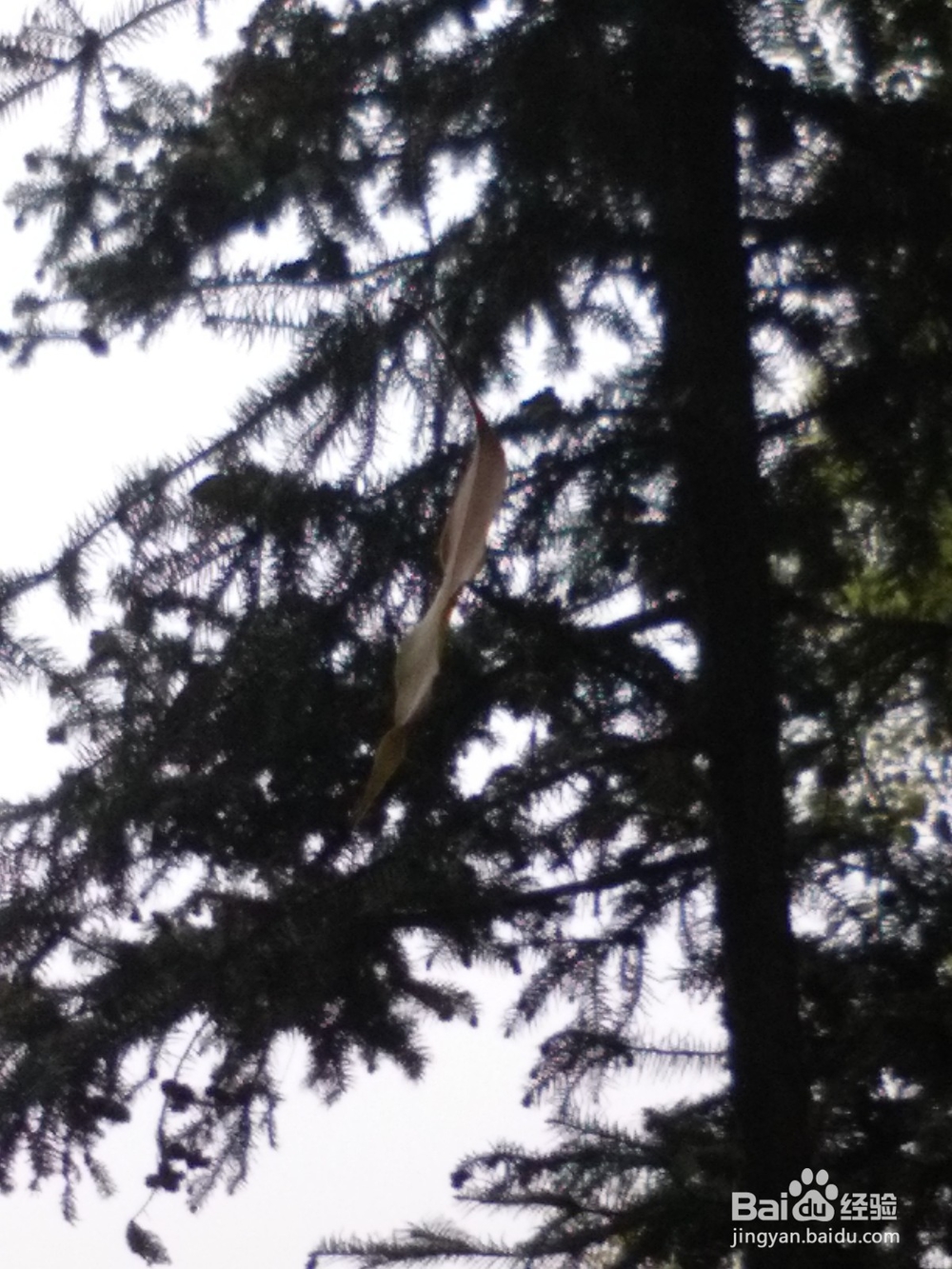 春风吹,春笋生,如何做一道美味的鸡蛋炒春笋?