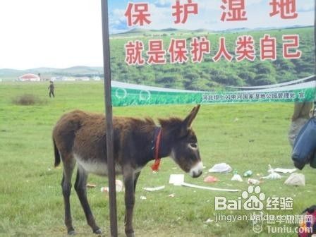 丰宁坝上草原游记