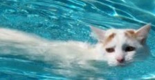 【养宠小百科】——猫会游泳吗