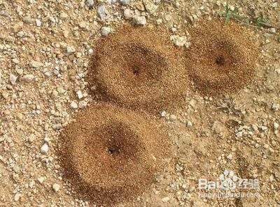 如何去除屋子里的蚂蚁