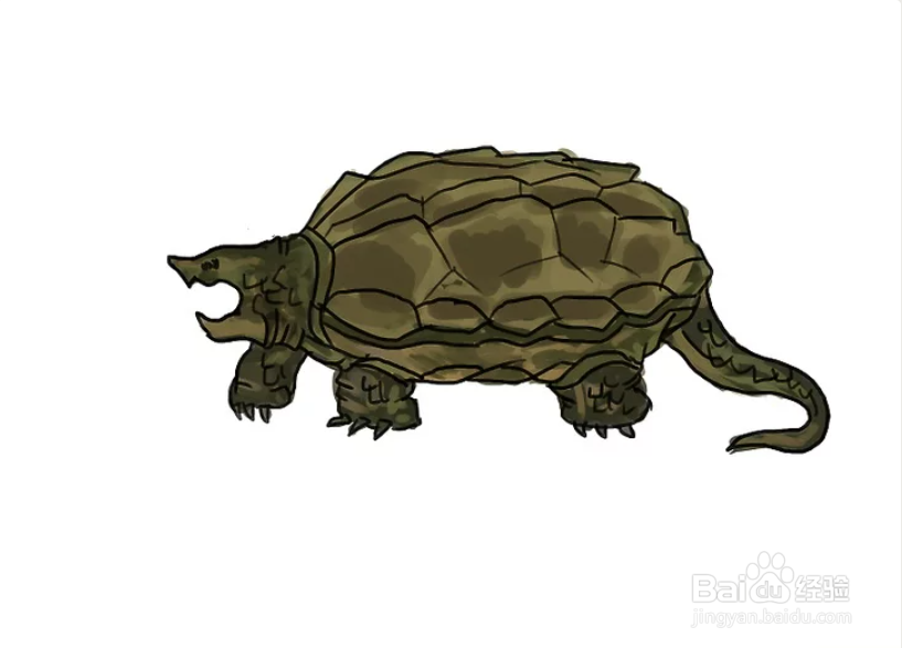 鳄龟简笔画素描画图片
