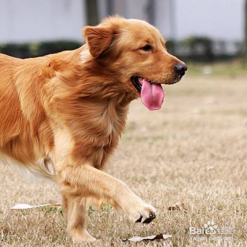 狗狗后腿发抖怎么办？