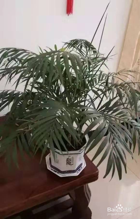 春节养5种能“清空气”的花，新手也能养得好