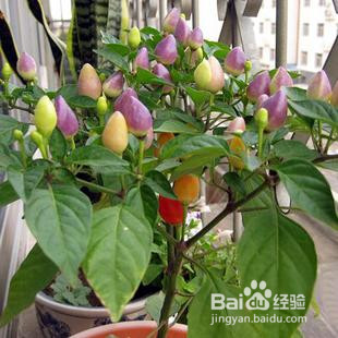 五彩辣椒怎么种植