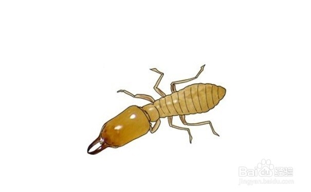 喷粉法灭白蚁的操作方法