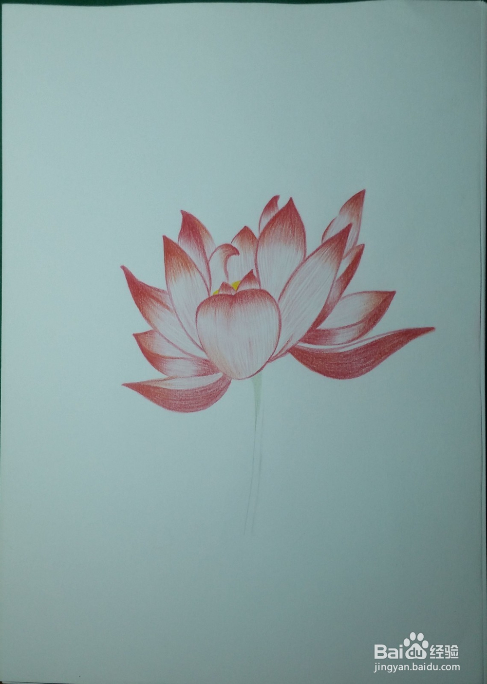 第一次画彩铅——荷花