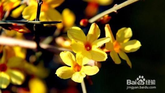 美丽的迎春花怎么开了