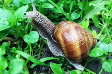 家里有蛞蝓怎么清除