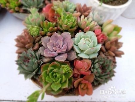 怎么样种植多肉植物 百度经验 怎么样种植多肉植物 百度经验