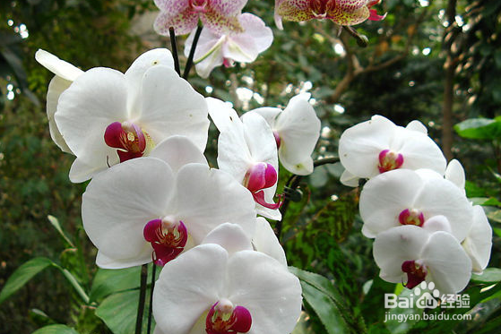 蝴蝶兰养殖方法