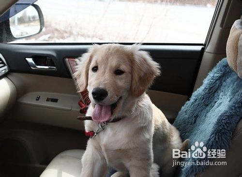 “爱犬”晕车怎么办?