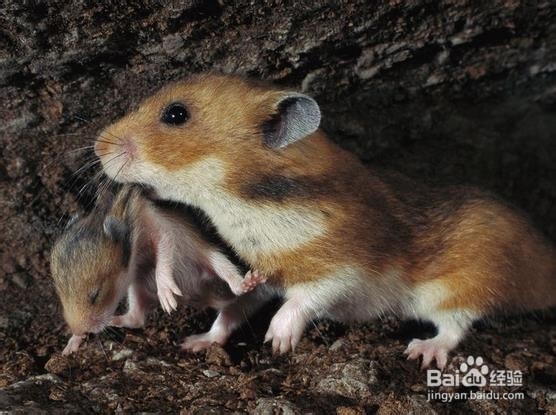 遗传性疾病不能轻视，一旦出现后果严重