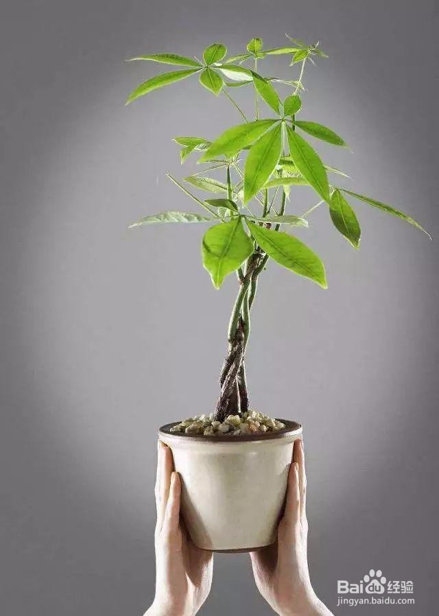 发财树编辫子教程