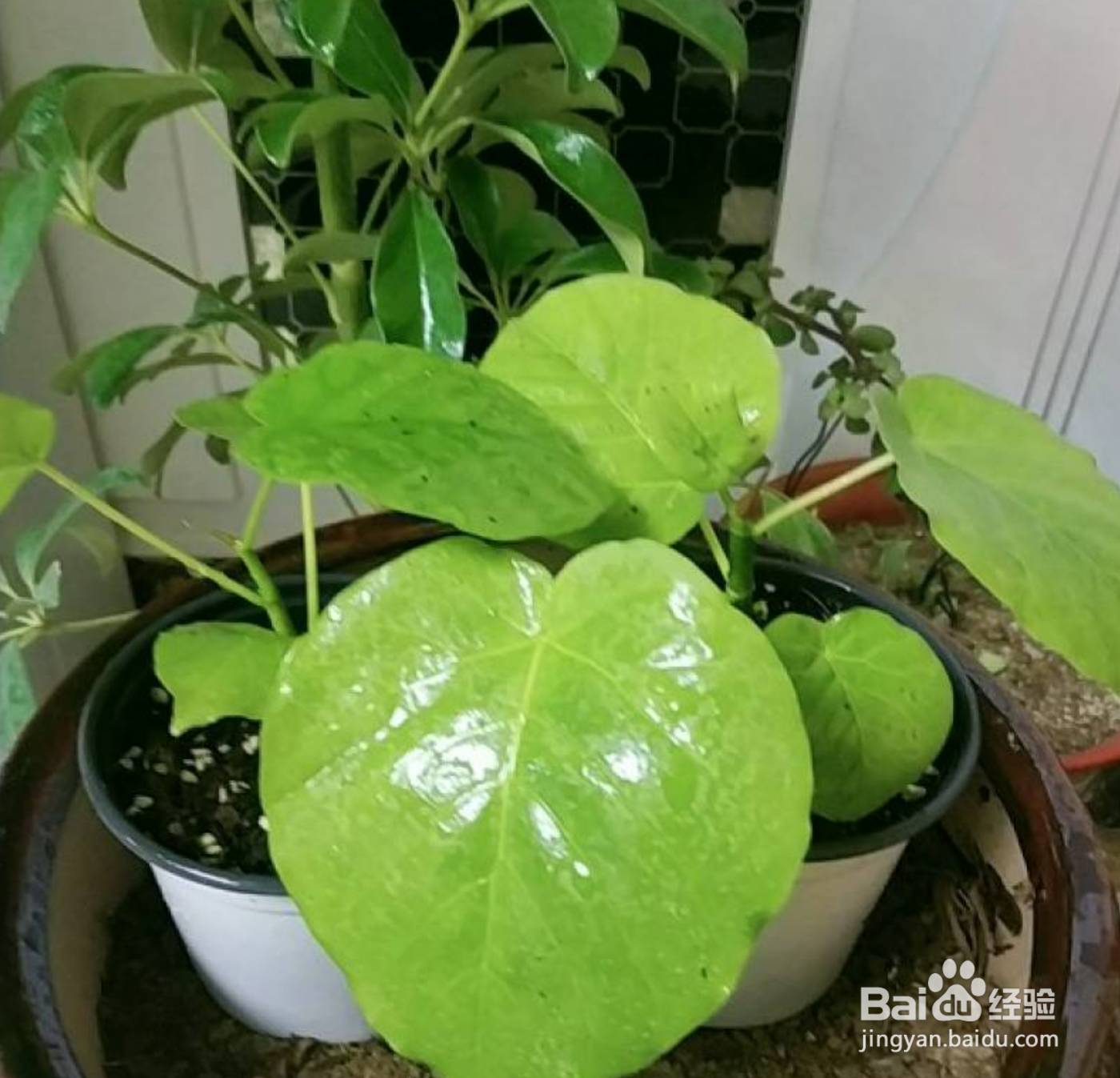 爱心榕树怎么养