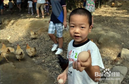 99%小朋友不知花生长地里还是挂树上，你信吗？