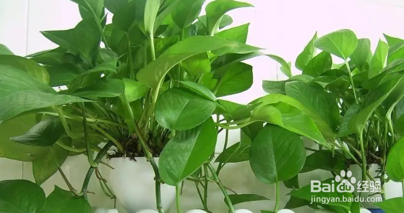 绿箩怎么养护长得才茂盛