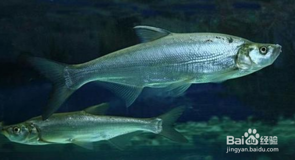 鱼土腥味太大怎么回事