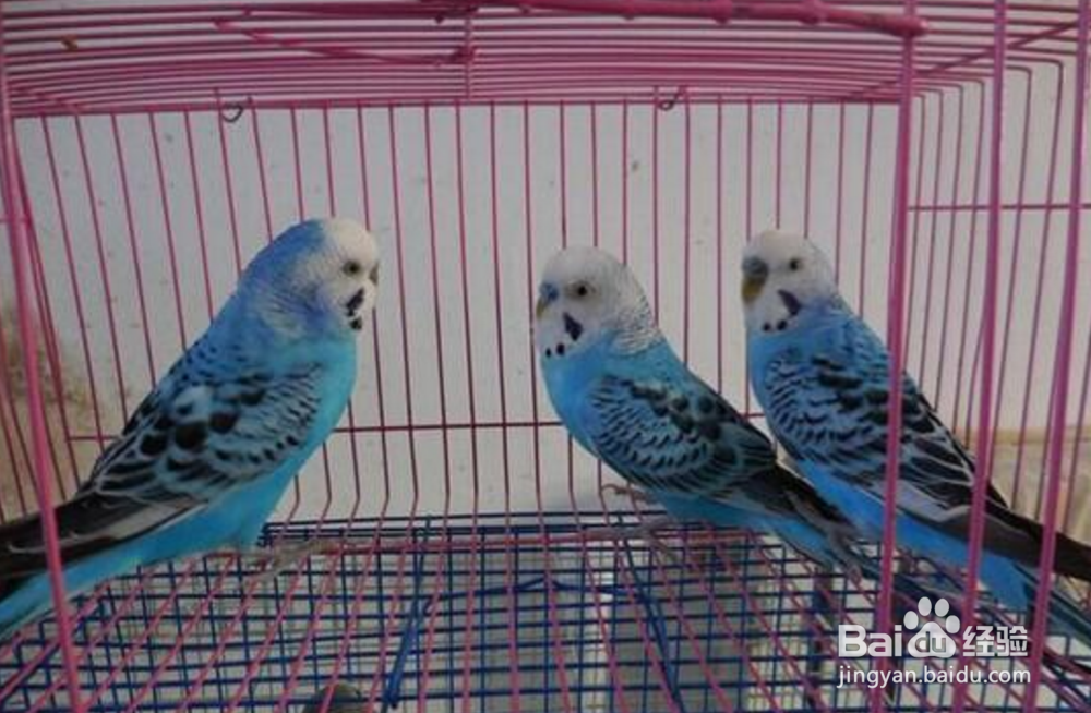 蓝皮鹦鹉怎么养