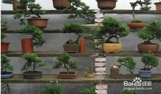 矮桩罗汉松如何造型