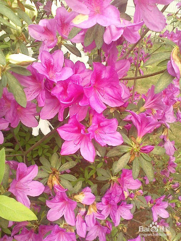 怎样把多张图片最大化地打印到一张A4纸上