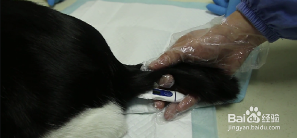 给猫咪怎么测体温？