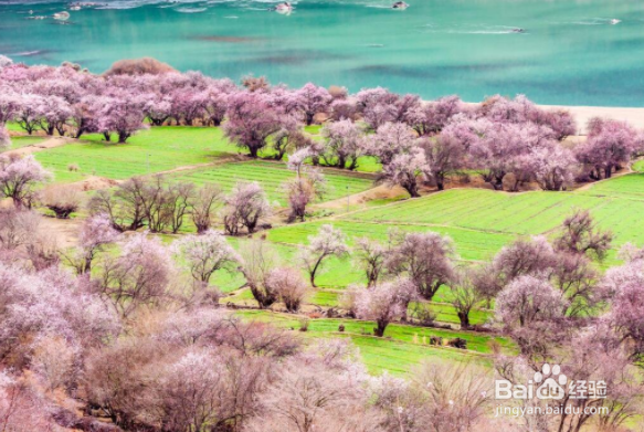 林芝桃花节路线攻略