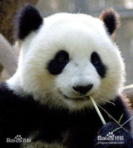 为什么熊猫的爪是“六指儿”