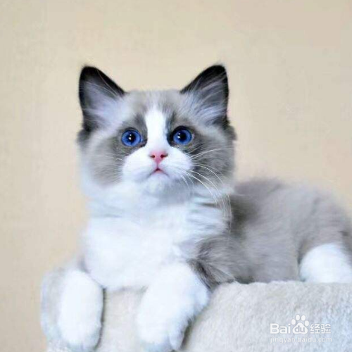 猫吐毛球是为什么?