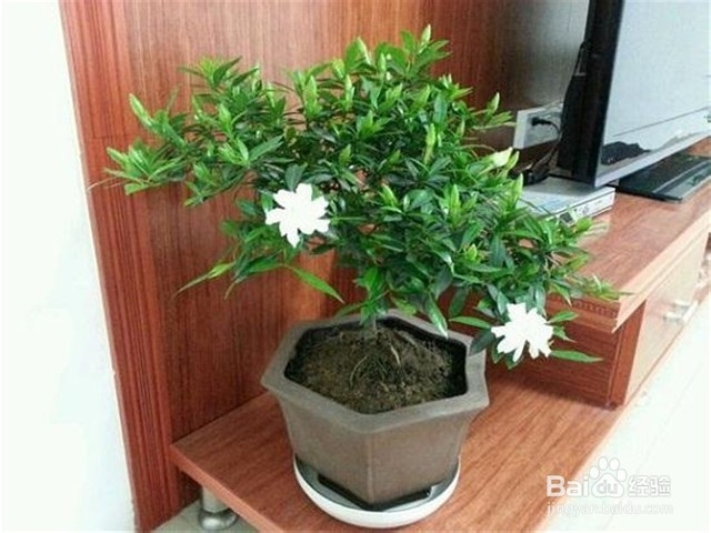 如何照料室内的栀子花？