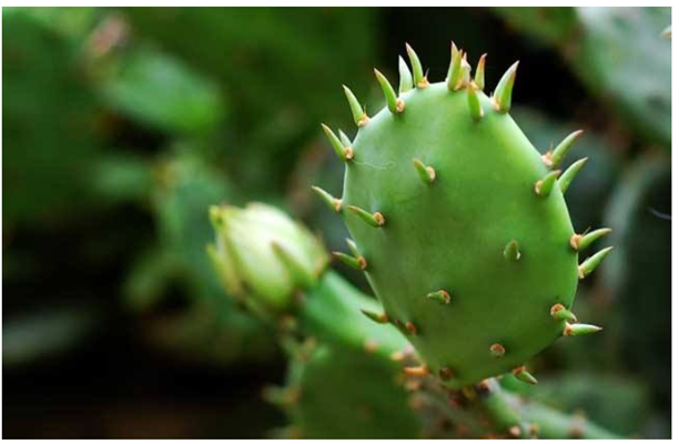 仙人掌的根、茎、叶、果实分别是什么