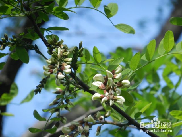 春天里有哪些野菜可以吃？（春天都有哪些野菜可以吃）