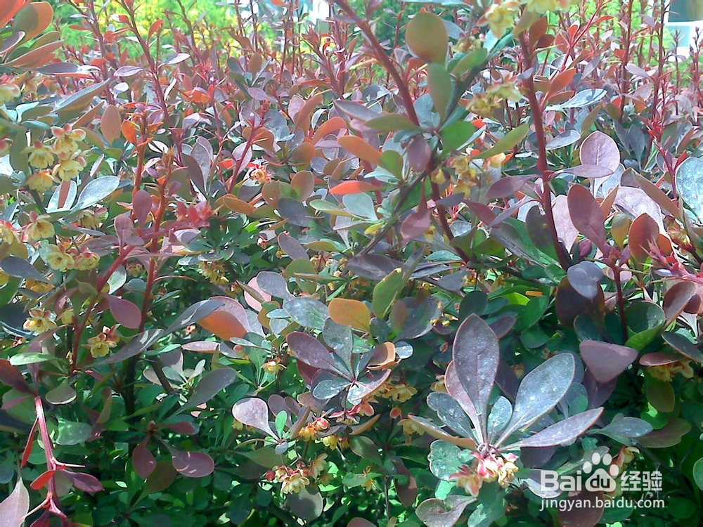 牙齿怎样保护才能吃饭香